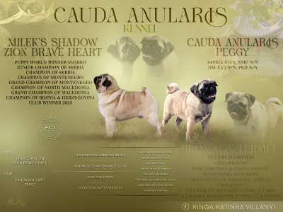 Pug - Reserved! Pug Cauda Anularis Samu