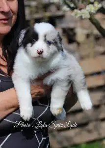 Border Collie - Starry-eyed Shepherd Dilen.