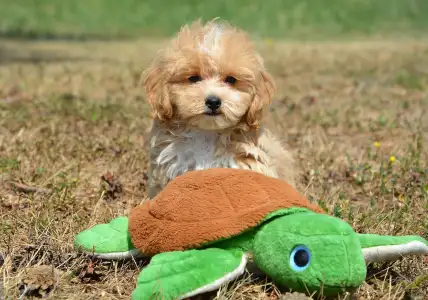 Maltipoo - Peppa