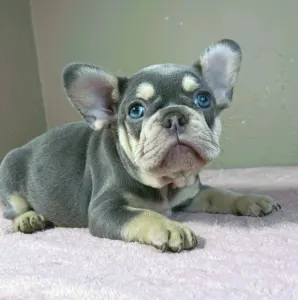 French Bulldog - Kim