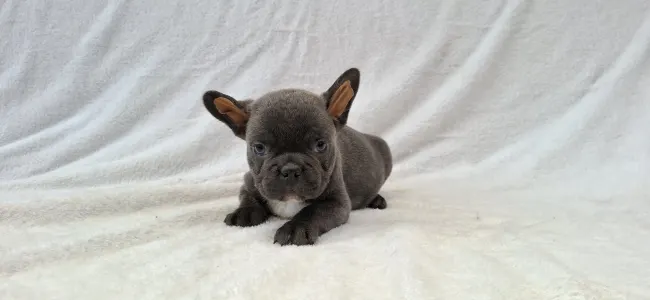 French Bulldog - Eldon