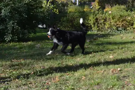 Border Collie - Rodonit