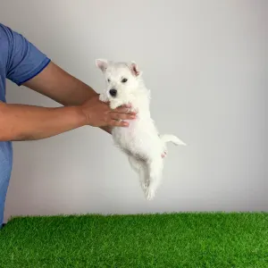West Highland White Terrier - Just