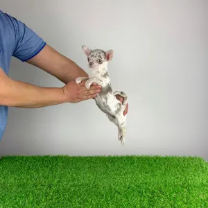 Chihuahua - Prosecco