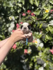 Cocker americano - Blue Roan