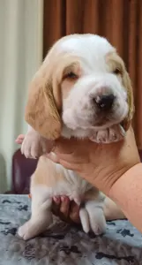 Basset Hound - "c" Alom