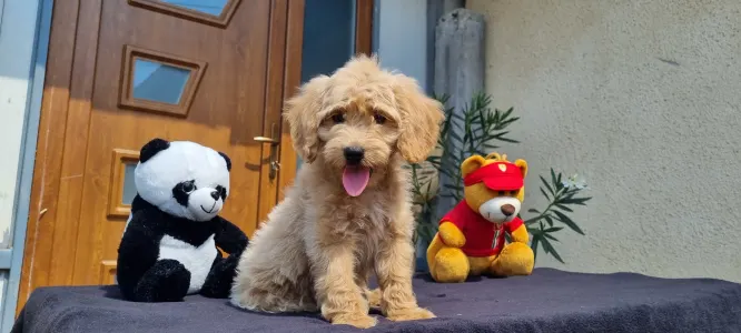 Cavapoo - Miló