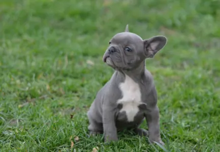 Bouledogue français - Milady