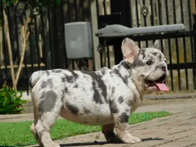 Francia bulldog - Coral