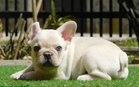 Französische Bulldogge - Lui
