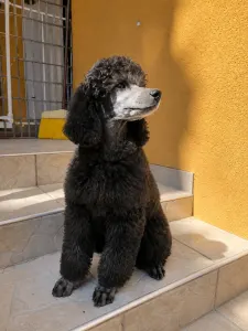 Caniche Grand - Sárga