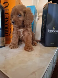 Cavapoo - Cavapoo F
