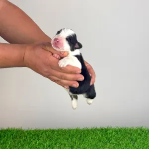 Australian Shepherd - Eldorado