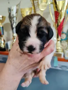 Moskiewski pies stróżujący - Egresvölgyi Maksim 