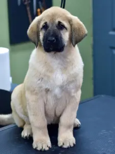 Central Asia Shepherd Dog - Jaku