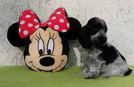 Cocker Spaniel anglais - Dancing Queen 