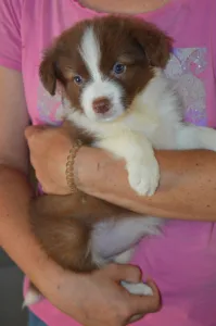 Border Collie - Ferrero/ Chocolate Sable Szuka