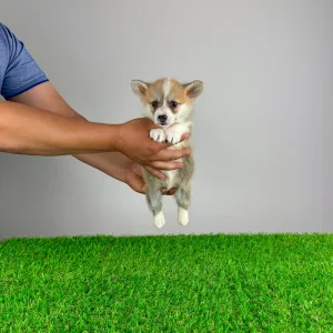 Вельш-корги пемброк - Paws