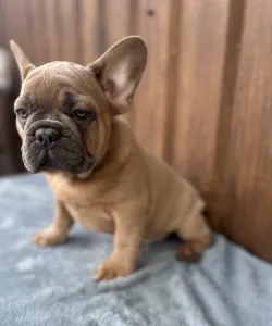 French Bulldog - Johnny