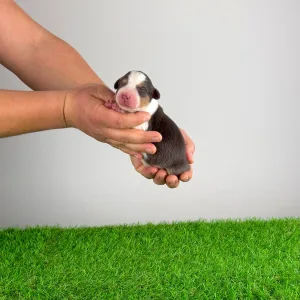 Australian Shepherd - Dirk