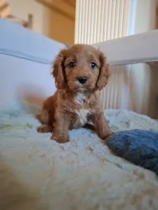 Cavapoo - Cavapoo M