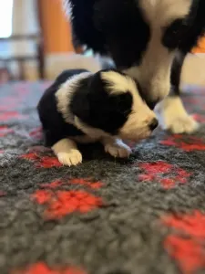 Border Collie - Generico 