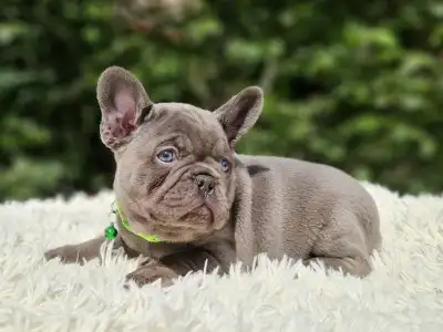 Französische Bulldogge - Balu