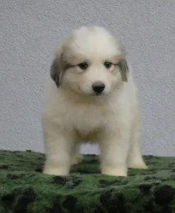 Pyrenean Mountain Dog - Candybelldream Elza
