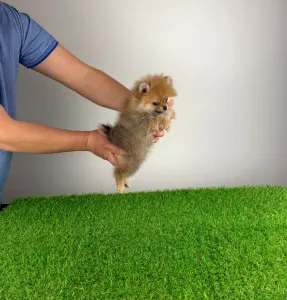 Pomeranian - Nilo