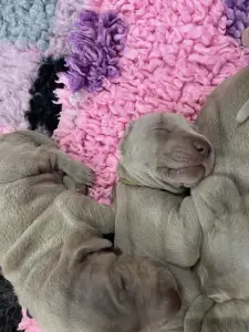 Weimaraner Vorstehhund - Best Hunter World Fredy