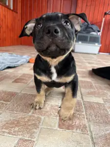 Amerikai Bully - Standard - Silvanberry