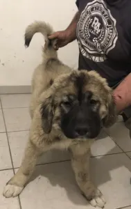 Caucasian Shepherd Dog - Argos