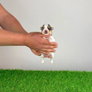 Biewer Terrier - Xanti