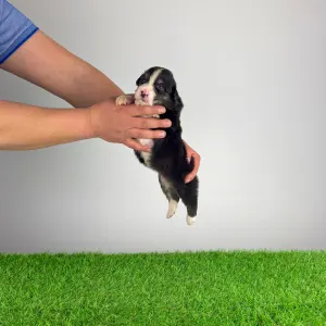 Australian Shepherd - Cash