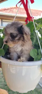 Maltipoo - Merlin