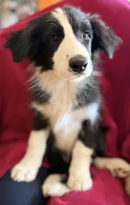 Border Collie - Generico 
