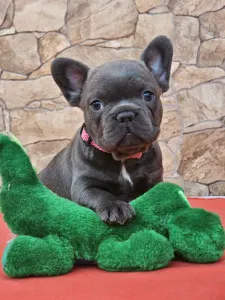 French Bulldog - Detty