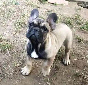 French Bulldog - William