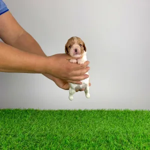 Cavalier King Charles Spaniel - Dina