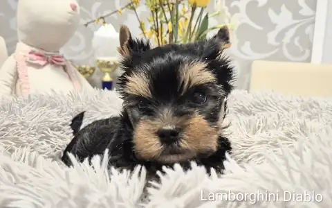 Yorkshire Terrier - Lamborghini Diablo