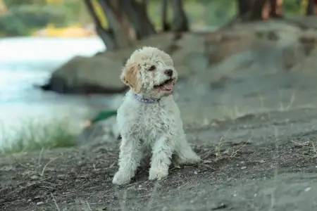 Лаготто-романьоло - Stelle Del Lagotto Amore Havenly Blue