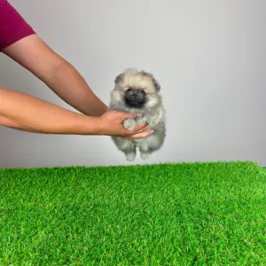 Pomeranian - Chippy