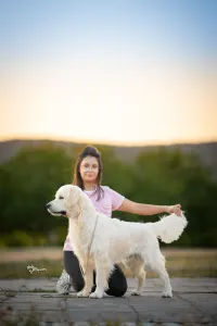 Golden Retriever - Gogas Pride