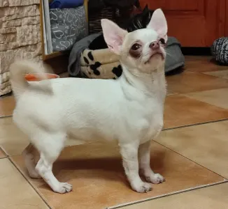 Chihuahua - Wella