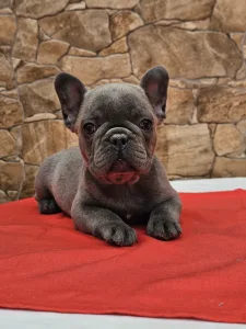 French Bulldog - Berta