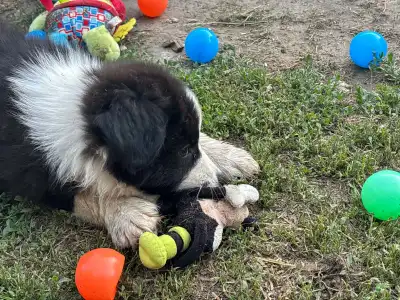 Border Collie - Dj Fmg