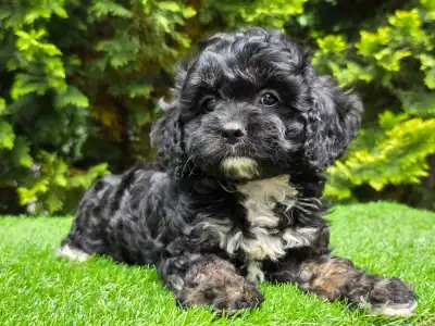 Cavapoo - Fonsi
