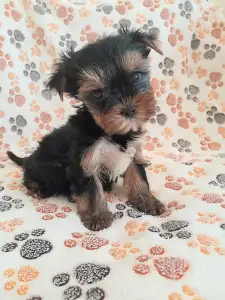 Yorkshire Terrier - Happy Hour