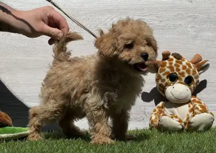 Poodle Miniature - Eros