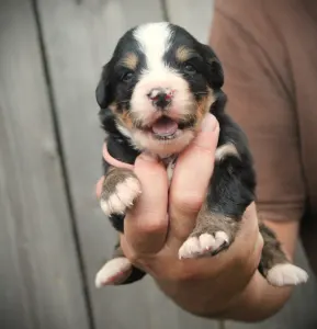Bernese Mountain Dog - Loren
